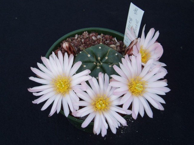 Echinocereus_knippelianus_1